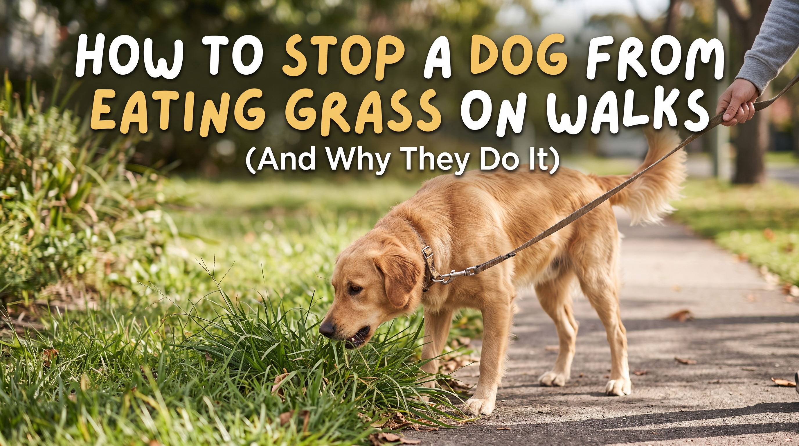 How to Stop a Dog from Eating Grass on Walks (And Why They Do It)