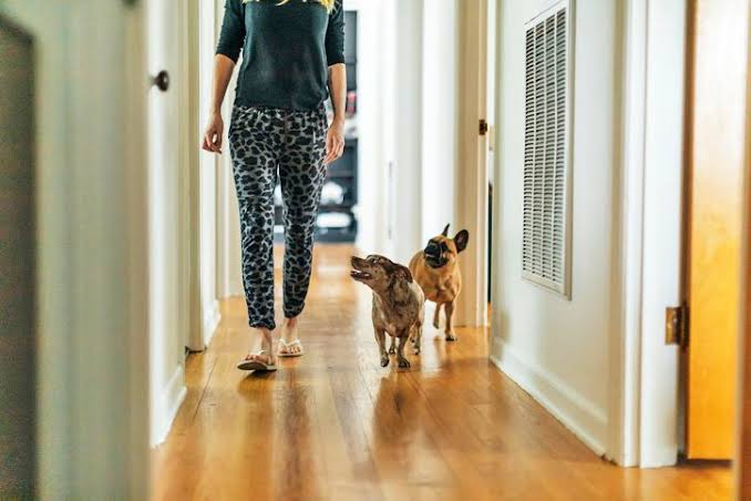 Why Does My Dog Follow Me Everywhere? What “Velcro Dog” Behavior Really Means