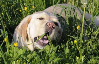 Why Does My Dog Eat Grass? 5 Common Reasons