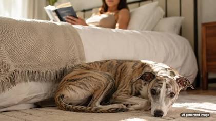 Why Does My Dog Sleep at the Foot of the Bed? 4 Sweet Reasons