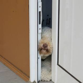 Why Does My Dog Follow Me to the Bathroom? The Truth About Velcro Dogs